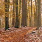 Sonniger Waldweg