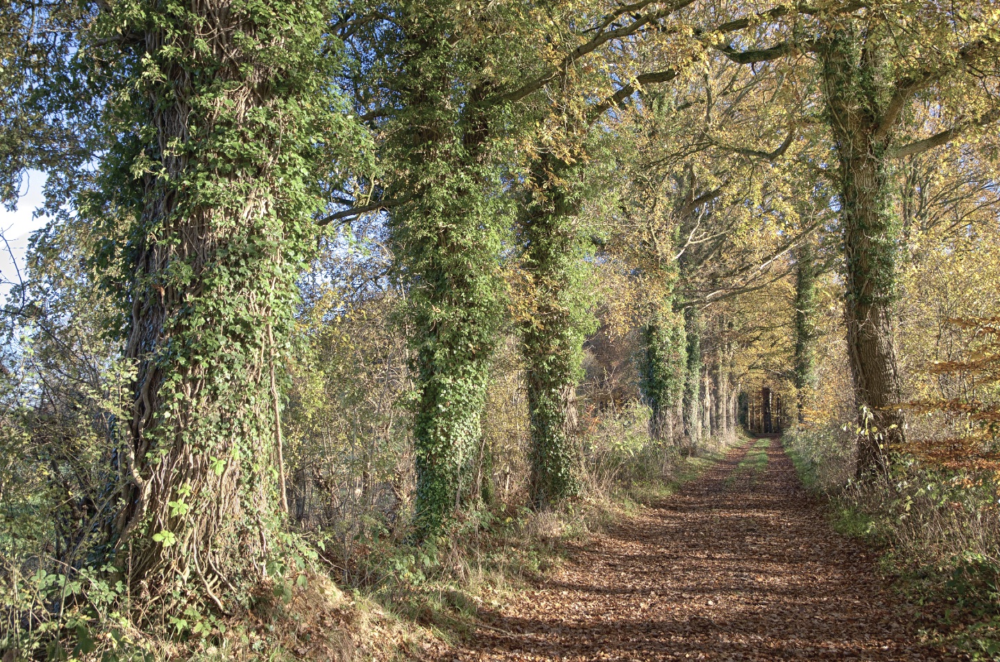 Sonniger Weg