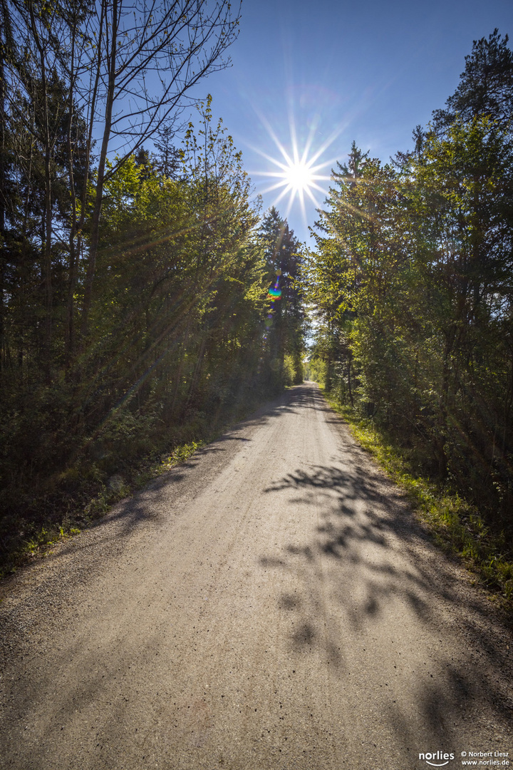 Sonniger Weg