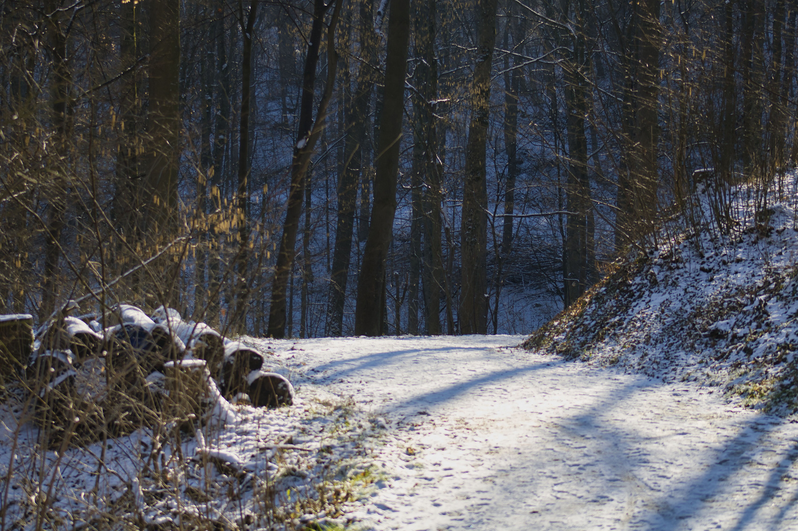 Sonniger Weg im tiefen dunklen Wald