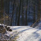 Sonniger Weg im tiefen dunklen Wald