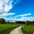 sonniger Weg in den Wald