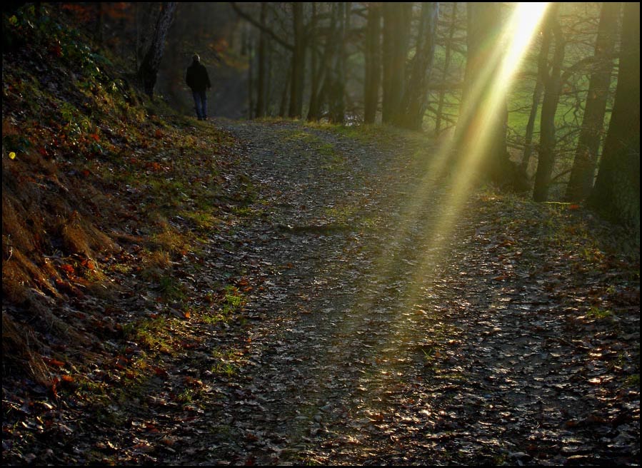 sonniger Weg(begleiter)...