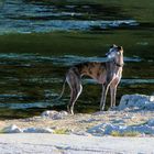 sonniger Weihnachtsspaziergang an der Isar