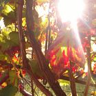 sonniger Wein