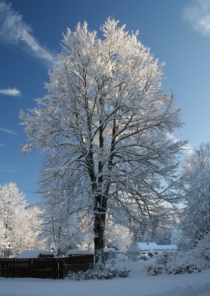 Sonniger Wintermorgen