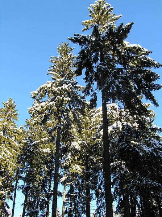 Sonniger Wintertag im Fichtelgebirge