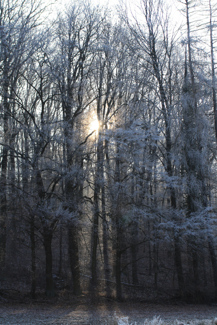 Sonniger Winterwald