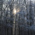 Sonniger Winterwald