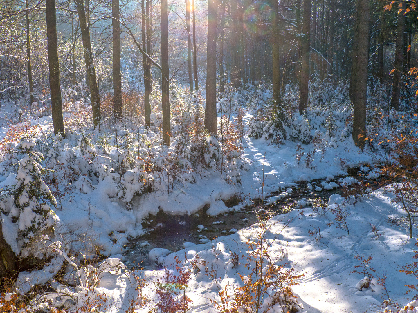 Sonniger Winterwald