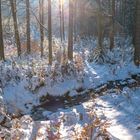 Sonniger Winterwald