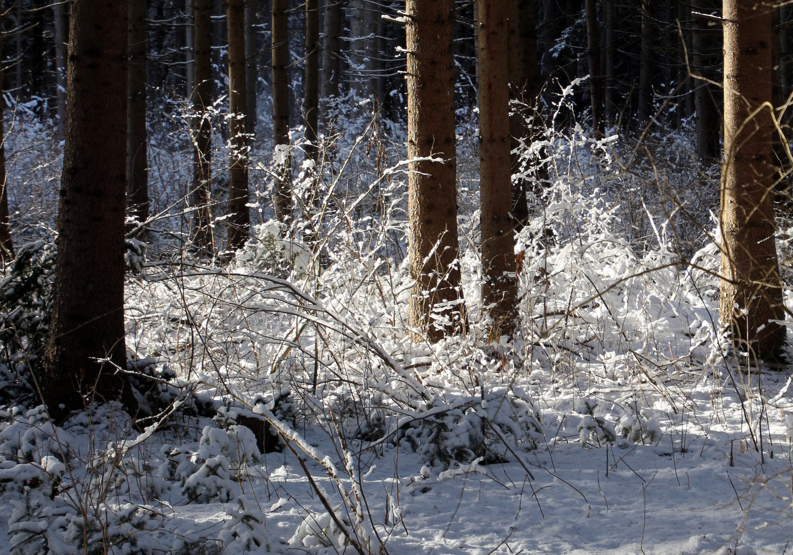 Sonniger Winterwald