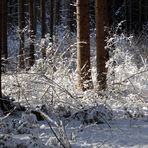 Sonniger Winterwald