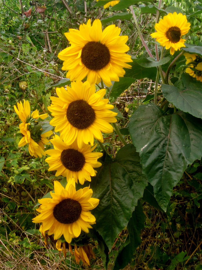 Sonniges am Wegesrand