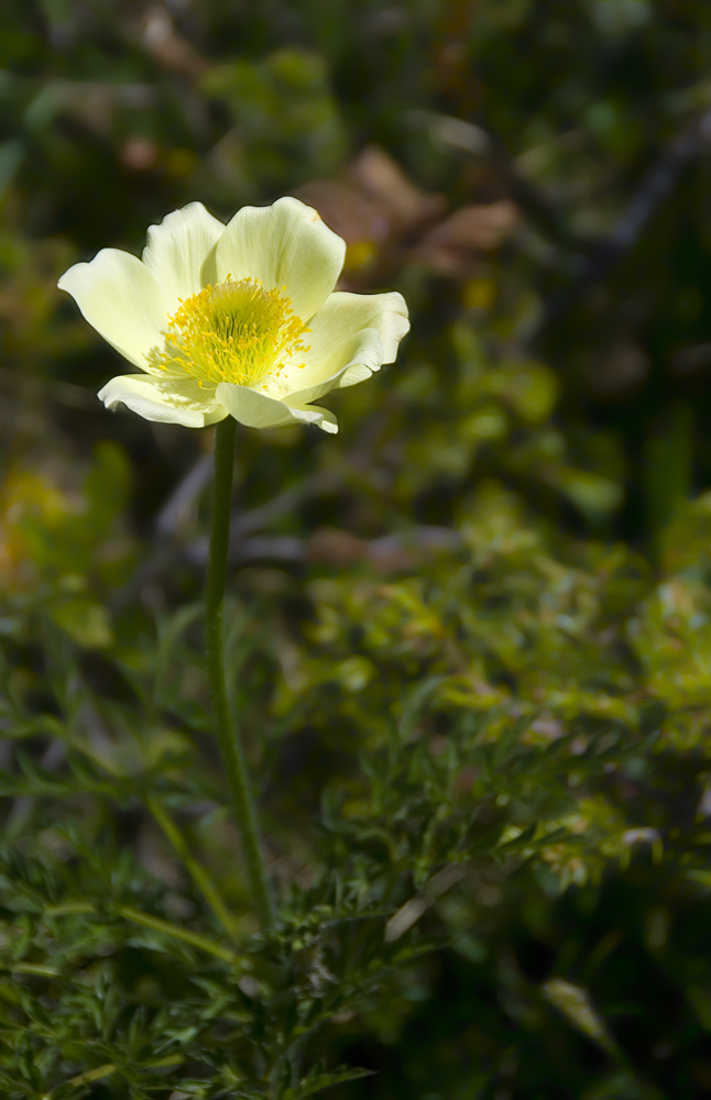 Sonniges Blümchen