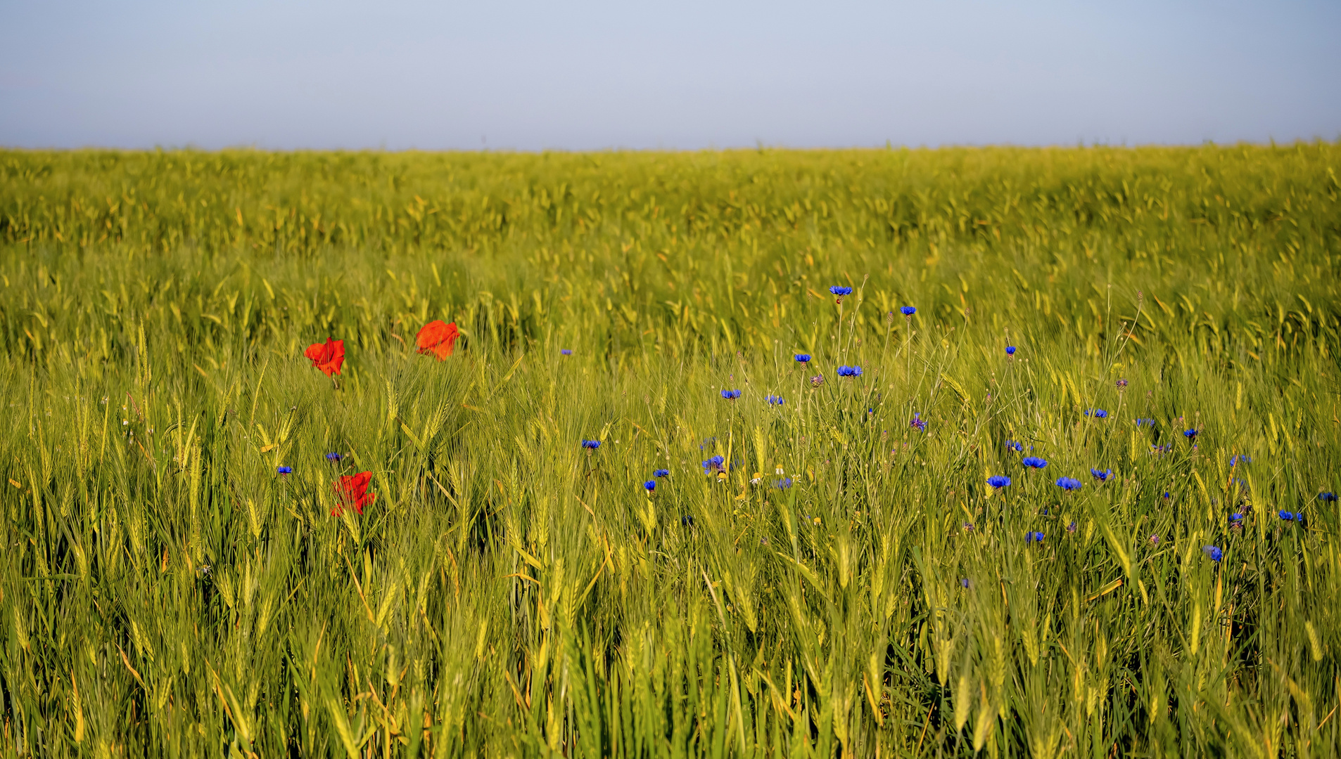 sonniges Feld