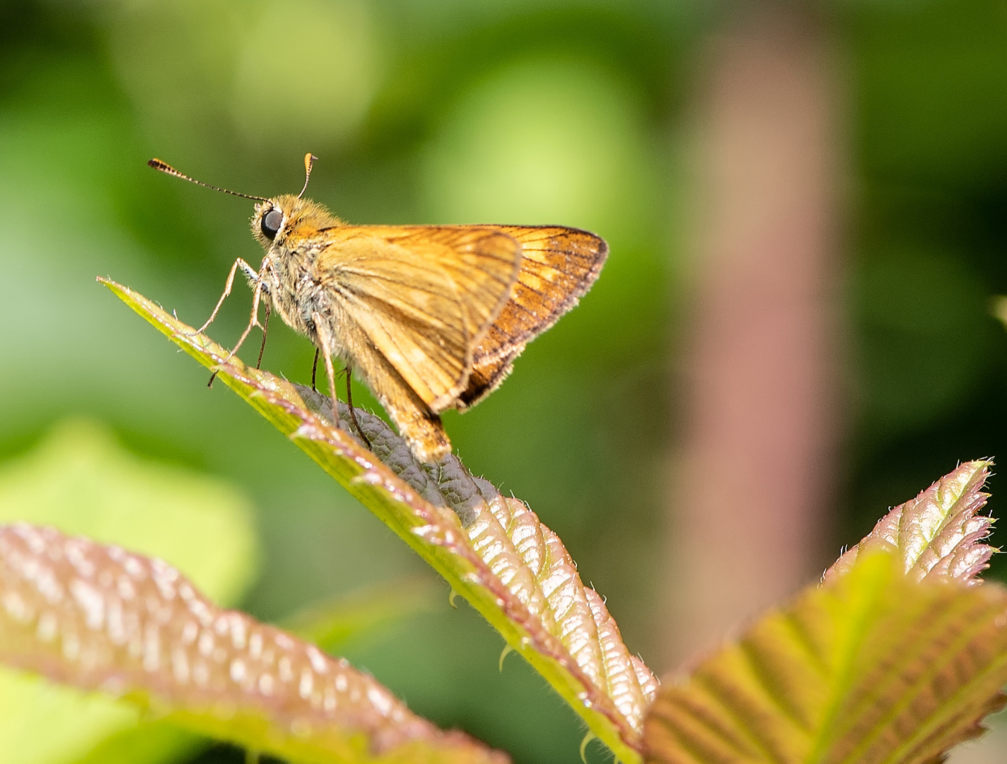 Sonniges Fleckchen