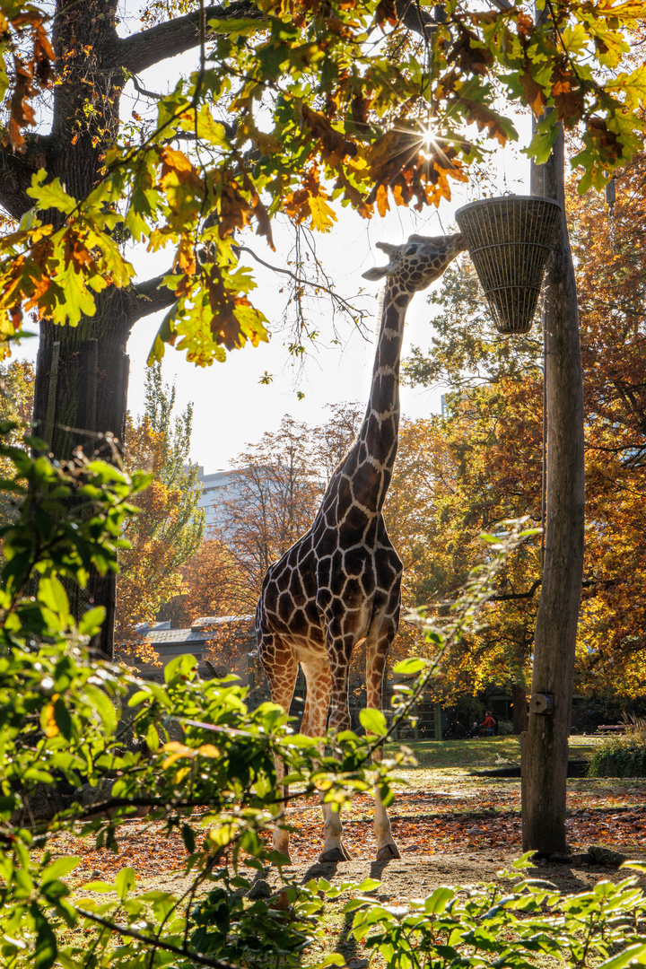 Sonniges Frühstück im Zoo