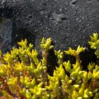 Sonniges Gelb kommt blüht am Strand von Hiddensee