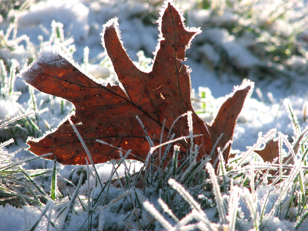 Sonniges Herbstlaub im Winter