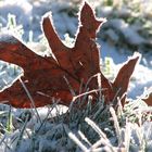 Sonniges Herbstlaub im Winter