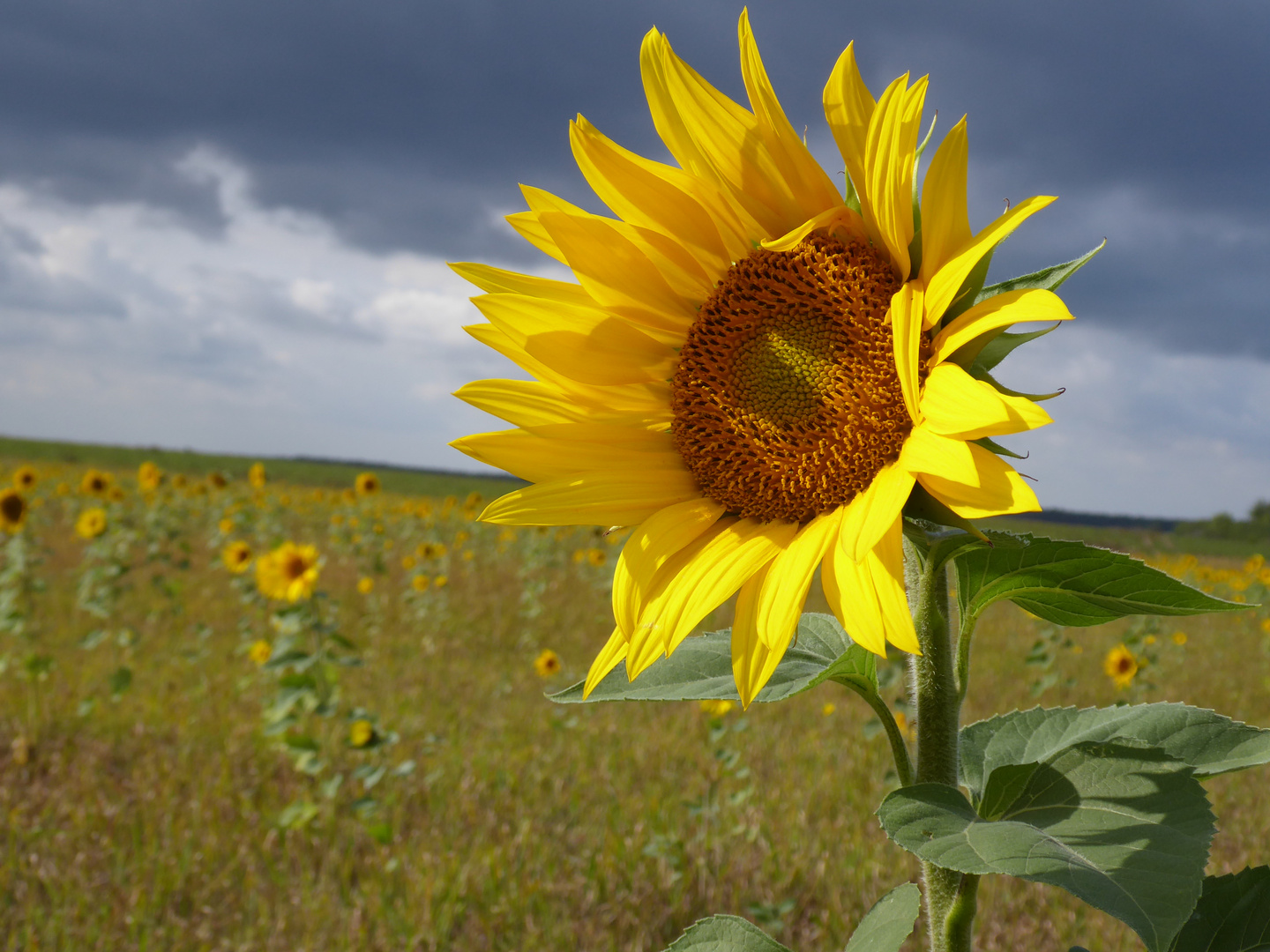 Sonniges Mittwochsblümchen