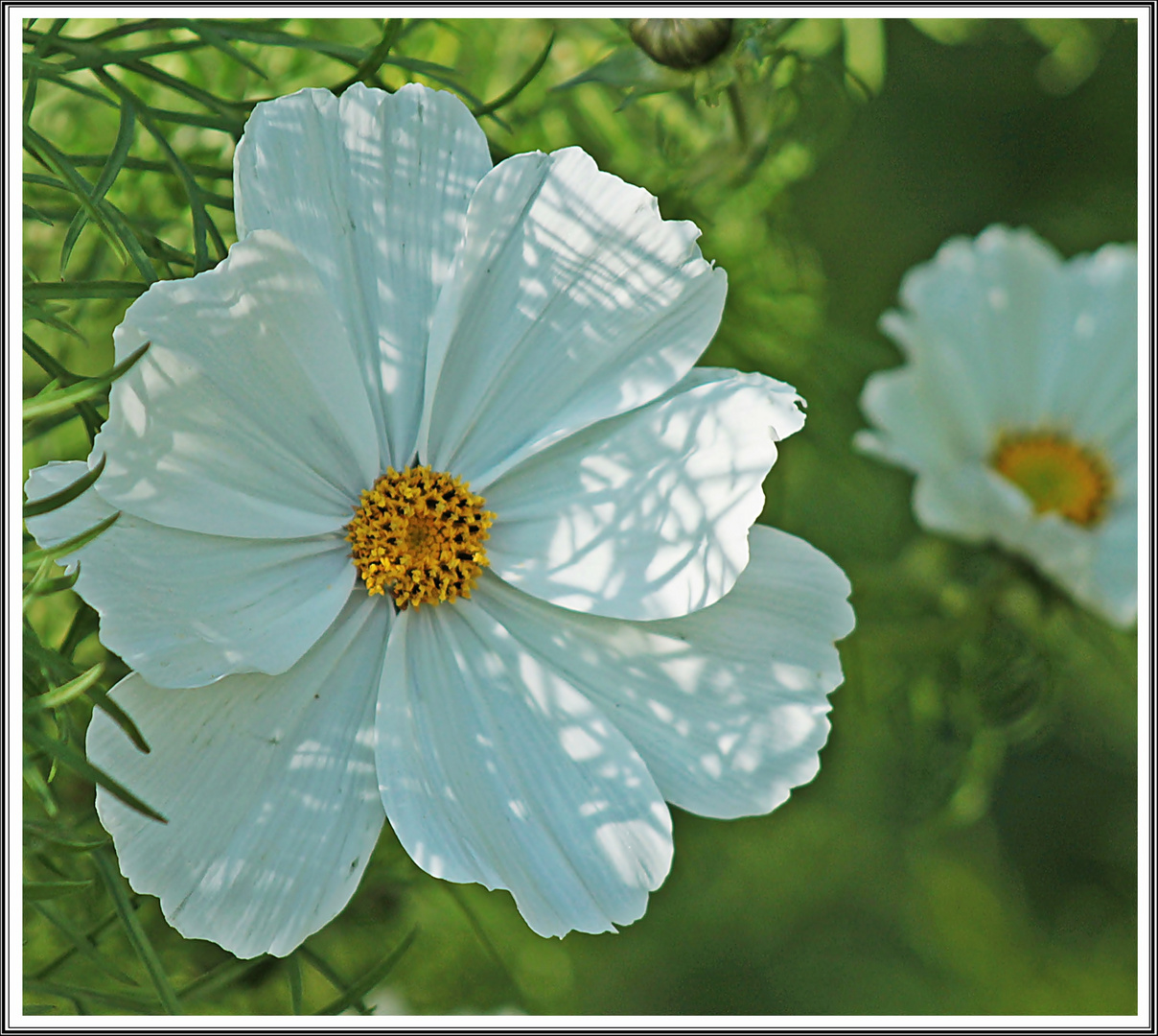 Sonniges MIWOBLÜmchen