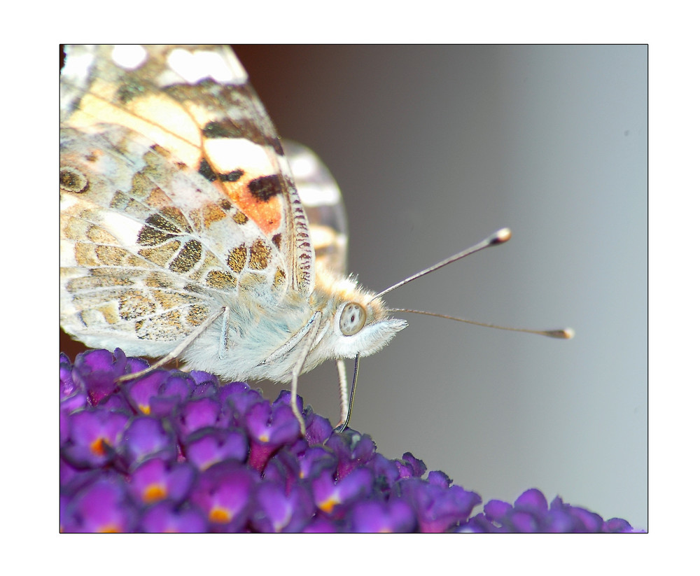 ....sonniges Plätzchen für den kleinen Schmetterling....