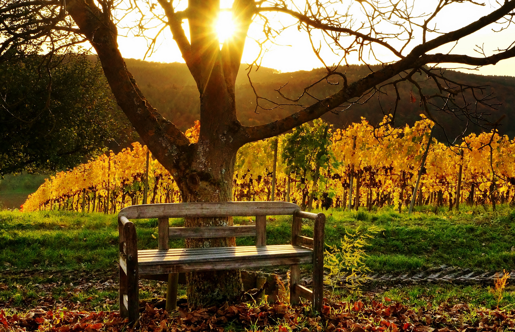 Sonniges Plätzchen im Weinberg.