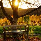 Sonniges Plätzchen im Weinberg.