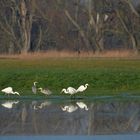 Sonniges Regenwurm – Fressen für Silberreiher, Störche und Graureiher 01