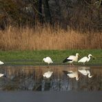 Sonniges Regenwurm – Fressen für Silberreiher, Störche und Graureiher 02