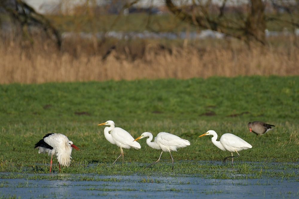 Sonniges Regenwurm – Fressen für Silberreiher, Störche und Graureiher 03