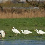 Sonniges Regenwurm – Fressen für Silberreiher, Störche und Graureiher 03