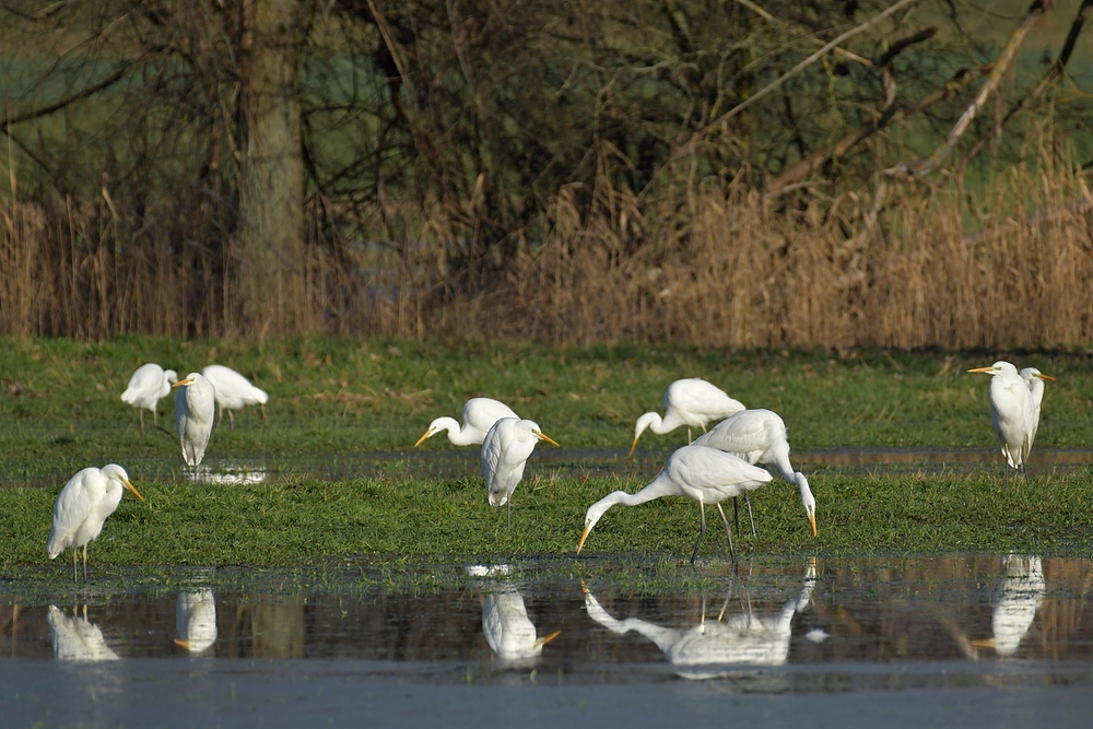 Sonniges Regenwurm – Fressen für Silberreiher, Störche und Graureiher 04