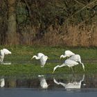 Sonniges Regenwurm – Fressen für Silberreiher, Störche und Graureiher 04