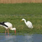 Sonniges Regenwurm – Fressen für Silberreiher, Störche und Graureiher 05