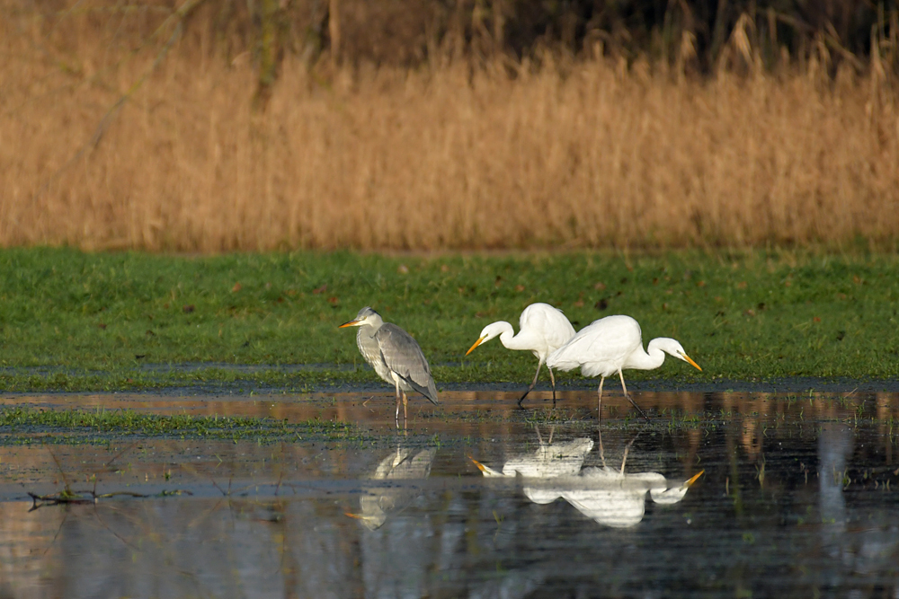 Sonniges Regenwurm – Fressen für Silberreiher, Störche und Graureiher 06