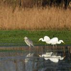 Sonniges Regenwurm – Fressen für Silberreiher, Störche und Graureiher 06