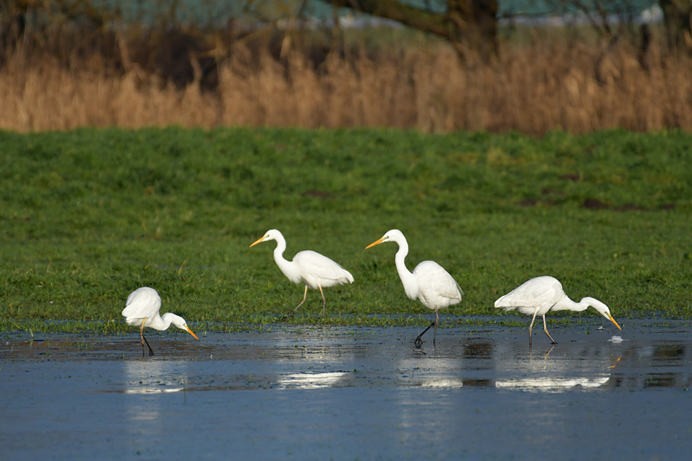 Sonniges Regenwurm – Fressen für Silberreiher, Störche und Graureiher 07