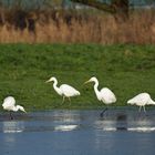 Sonniges Regenwurm – Fressen für Silberreiher, Störche und Graureiher 07