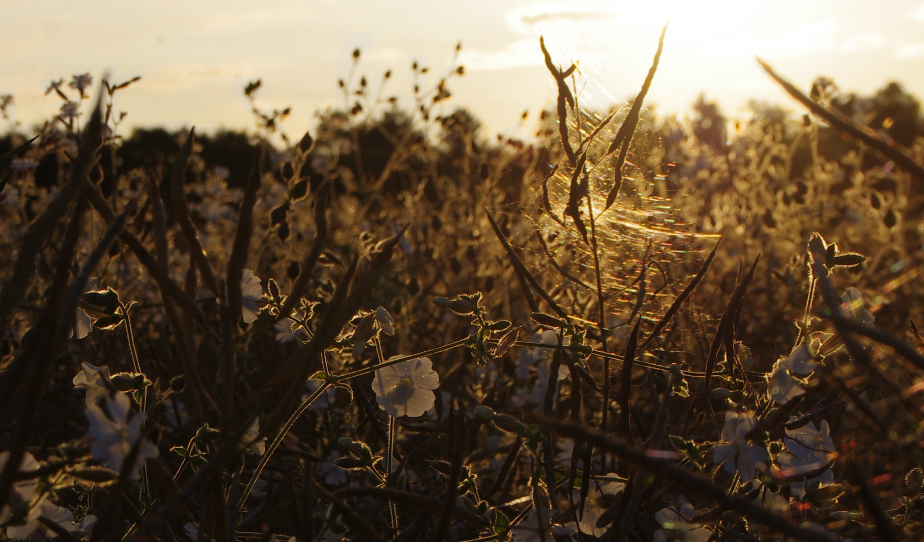 Sonniges Spinnennetz