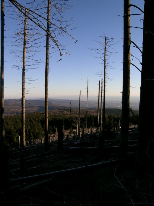 Sonniges Waldsterben