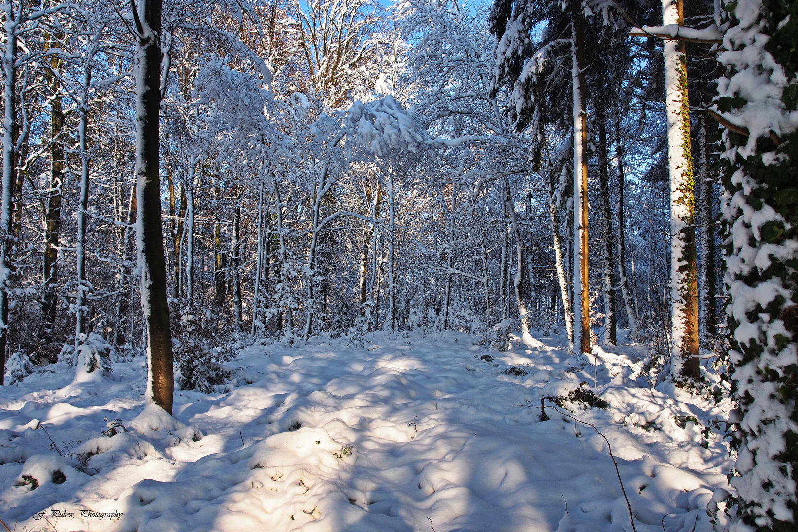 Sonniges Waldweglein