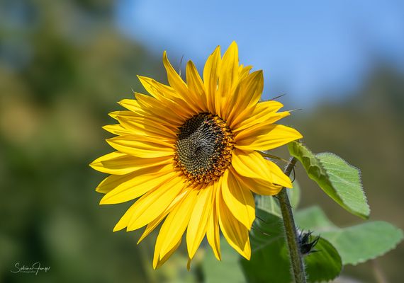 Sonniges zum Herbstanfang!