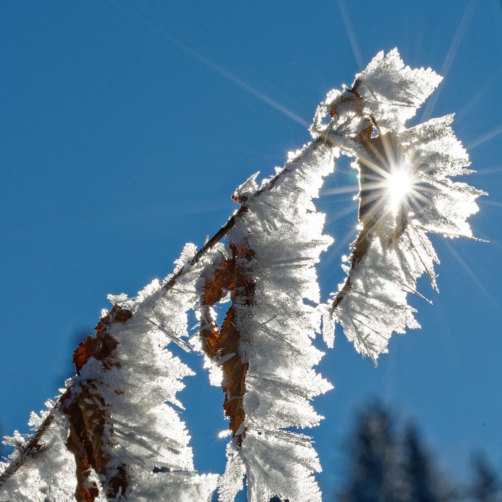 Sonnne im Durchblick