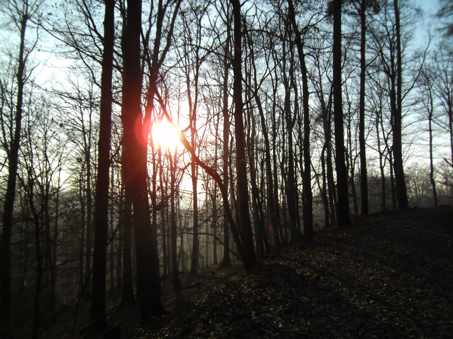 Sonnne im Wald