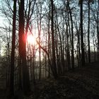 Sonnne im Wald