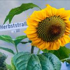 Sonnneblume  Herbststrasse 6.  F