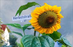 Sonnneblume  Herbststrasse 6.  F